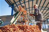 Сезон сбора и переработки фисташек в Иране