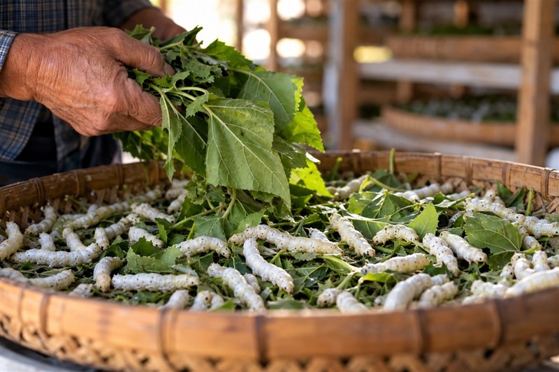 اخبار رشت , اخبار استان گیلان , کشاورزی , نظام مسائل استان گیلان , 