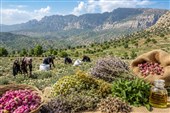 مأموریت ملی توسعه گیاهان دارویی به البرز واگذار شد