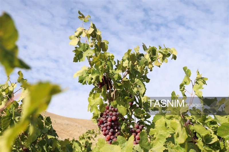 اخبار استان چهارمحال و بختیاری , اخبار شهرکرد , کشاورزی ,