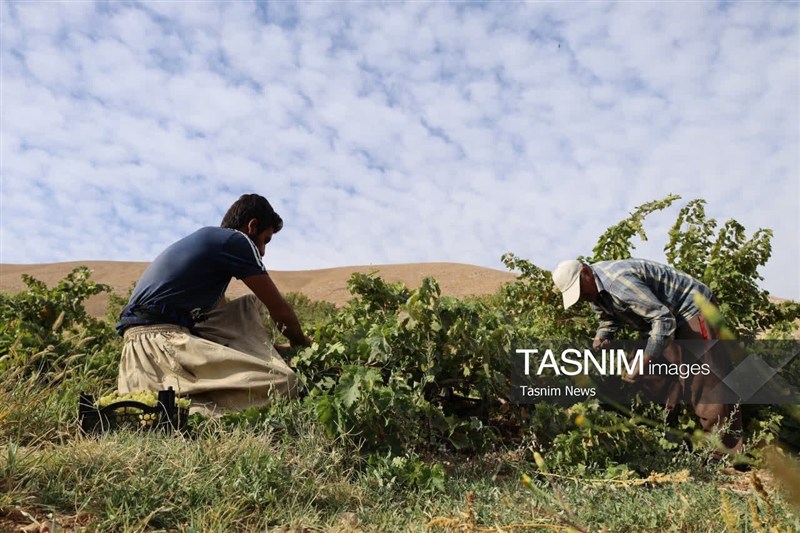 اخبار استان چهارمحال و بختیاری , اخبار شهرکرد , کشاورزی ,