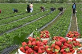اجرای 20 کارگاه آموزشی کشاورزی در خرمشهر