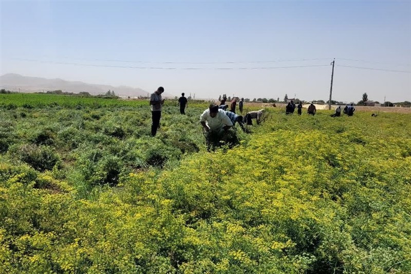اخبار همدان , اخبار استان همدان , 