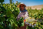 جني العنب من كُروم خراسان الشمالية