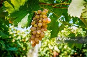 جني العنب من كُروم خراسان الشمالية