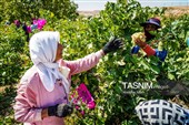 جني العنب من كُروم خراسان الشمالية