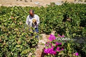 جني العنب من كُروم خراسان الشمالية