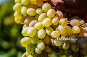 جني العنب من كُروم خراسان الشمالية