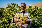 جني العنب من كُروم خراسان الشمالية