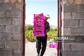 جني العنب من كُروم خراسان الشمالية