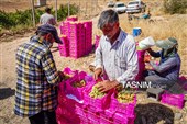 جني العنب من كُروم خراسان الشمالية