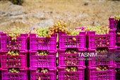 جني العنب من كُروم خراسان الشمالية
