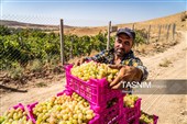 جني العنب من كُروم خراسان الشمالية