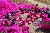 جني العنب من كُروم خراسان الشمالية
