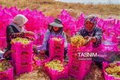 جني العنب من كُروم خراسان الشمالية