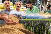 بوی برنج در خمیران شفت؛ روایت مردمی که هنوز پای زمین ایستاده‌اند