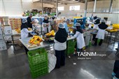بررسی فرآیند تولید و ارتقای کیفیت محصولات غذایی