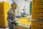 بررسی فرآیند تولید و ارتقای کیفیت محصولات غذایی