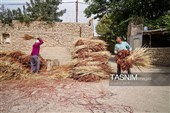 Традиционный народный промысел по изготовлению метёл в иранских деревнях