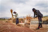 Традиционный народный промысел по изготовлению метёл в иранских деревнях