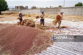 Традиционный народный промысел по изготовлению метёл в иранских деревнях