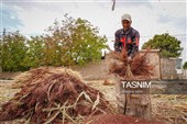 Традиционный народный промысел по изготовлению метёл в иранских деревнях
