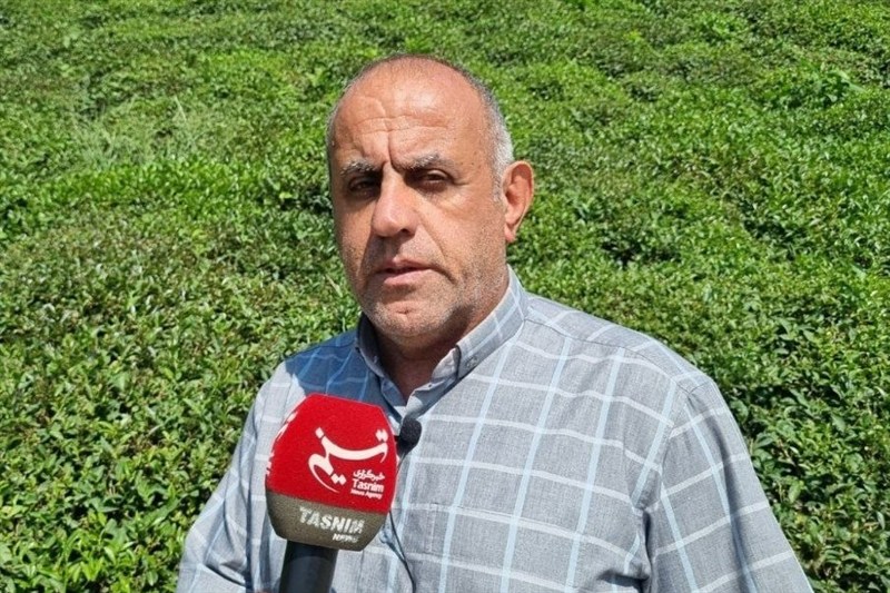 چای , اخبار استان گیلان , اخبار لاهیجان , اخبار رشت , نظام مسائل استان گیلان , کشاورزی ,