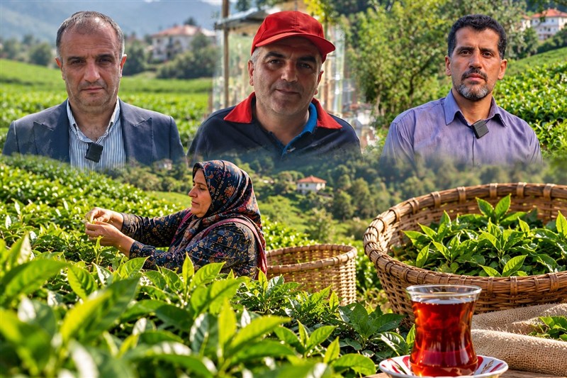 واکاوی وضعیت چای گیلان؛ از ریشه تا برگ