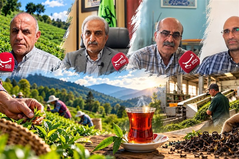 باغ تا فنجان؛ چای ایرانی در پیچ‌وخم تولید، فرآوری و بازار