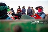 برداشت پسته در منطقه زرندیه استان مرکزی