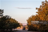 برداشت پسته در منطقه زرندیه استان مرکزی
