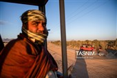 برداشت پسته در منطقه زرندیه استان مرکزی