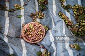 برداشت پسته در منطقه زرندیه استان مرکزی