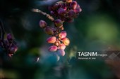 برداشت پسته در منطقه زرندیه استان مرکزی
