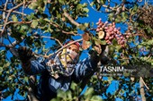 برداشت پسته در منطقه زرندیه استان مرکزی