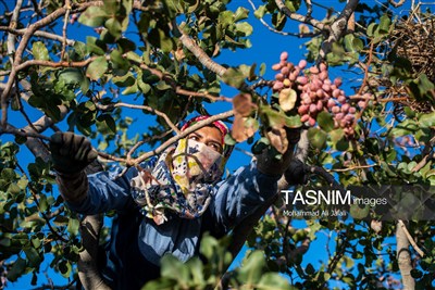 برداشت پسته در منطقه زرندیه استان مرکزی