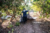 برداشت پسته در منطقه زرندیه استان مرکزی