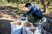 برداشت پسته در منطقه زرندیه استان مرکزی