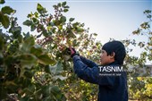برداشت پسته در منطقه زرندیه استان مرکزی