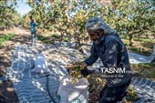 برداشت پسته در منطقه زرندیه استان مرکزی
