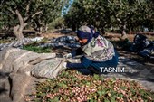 برداشت پسته در منطقه زرندیه استان مرکزی
