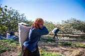 برداشت پسته در منطقه زرندیه استان مرکزی