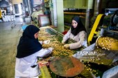 برداشت پسته در منطقه زرندیه استان مرکزی