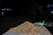 برداشت پسته در منطقه زرندیه استان مرکزی