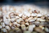 برداشت پسته در منطقه زرندیه استان مرکزی
