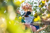 برداشت پسته در  زرندیه استان مرکزی