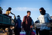 برداشت پسته در  زرندیه استان مرکزی