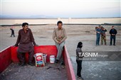 برداشت پسته در  زرندیه استان مرکزی