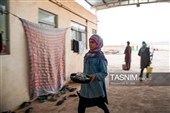 برداشت پسته در  زرندیه استان مرکزی
