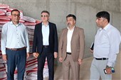 اجرای طرح تغذیه تکمیلی دام در دشتستان با هدف افزایش بهره‌وری